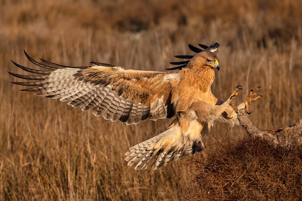 Nikon Z 9 + NIKKOR Z 100-400mm f/4.5-5.6 VR S + TELECONVERSOR Z TC-1.4x | F7,1 y 1/2.500 s , ISO 1.600 y -1/3 EV |  Antonio Vzquez