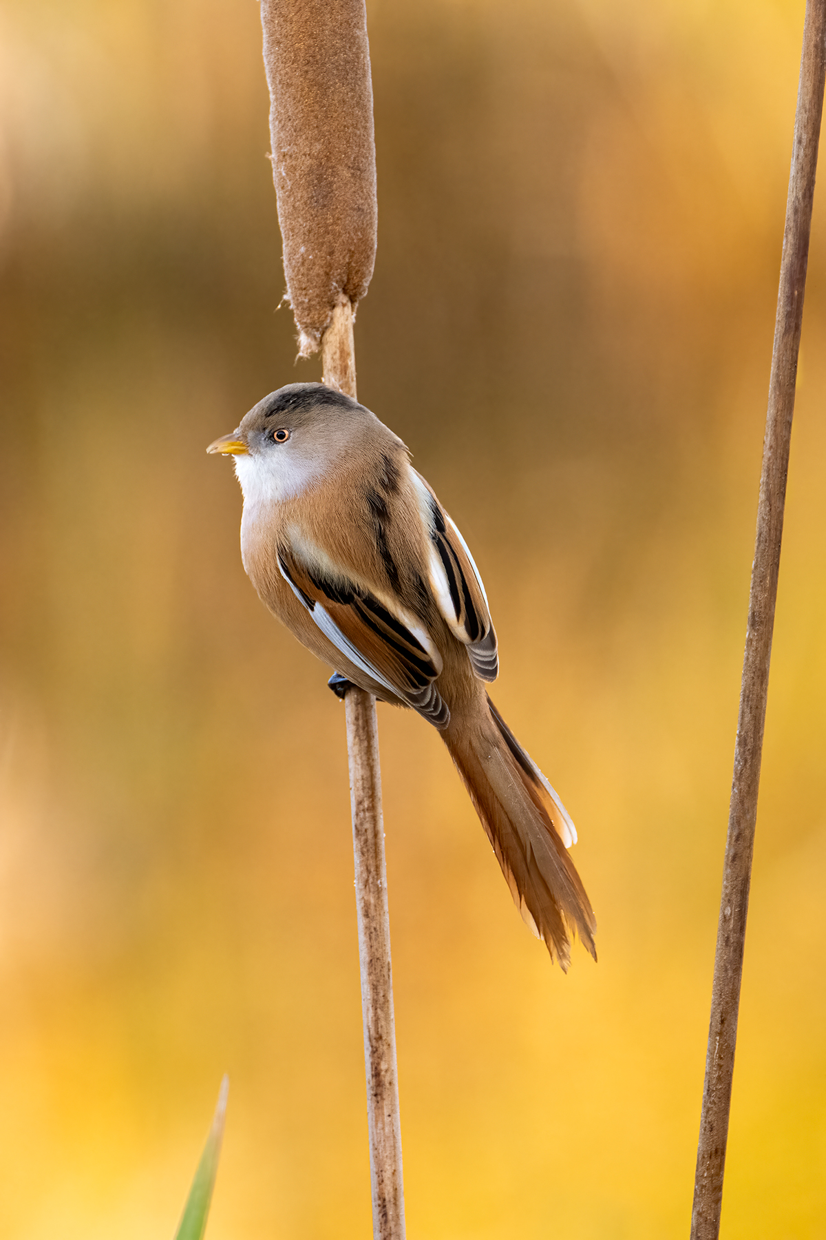 Nikon Z 9 + NIKKOR Z 100-400mm f/4.5-5.6 VR S + TELECONVERSOR Z TC-1.4x | ISO 3.200, F8 a 1/200 s y +0,3 EV |  Antonio Vzquez