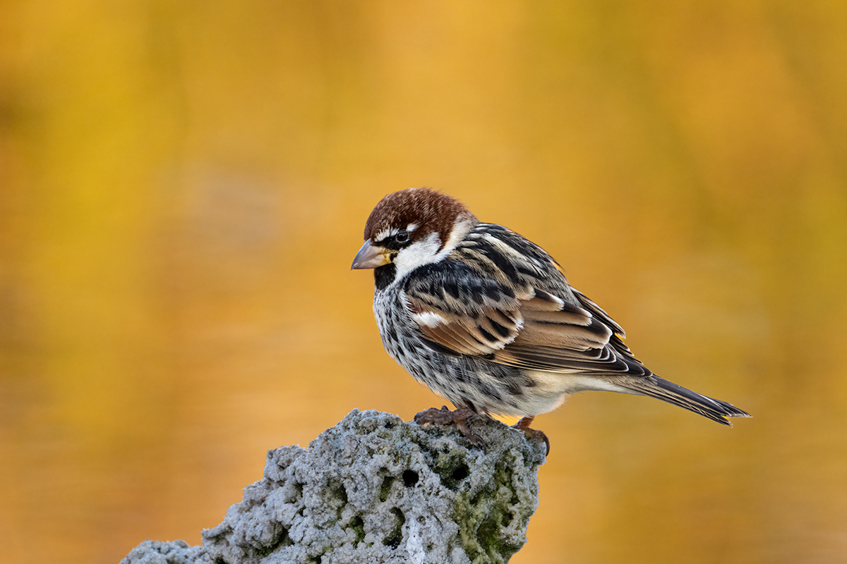 Nikon Z 9 + NIKKOR Z 100-400mm f/4.5-5.6 VR S + TELECONVERSOR Z TC-1.4x | ISO 3.200, F8 a 1/320 s y +1/3 EV |  Antonio Vzquez