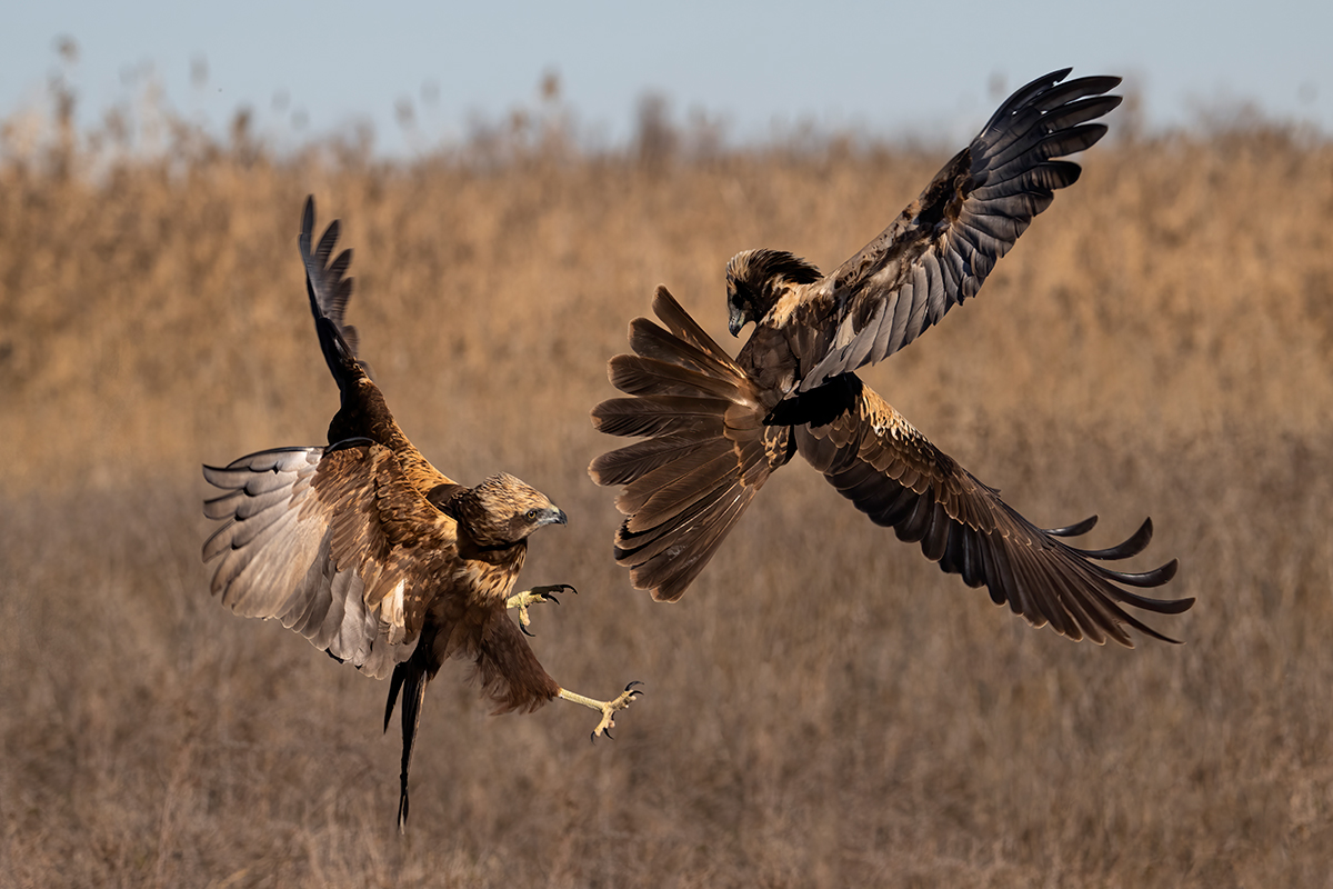 Nikon Z 9 + NIKKOR Z 100-400mm f/4.5-5.6 VR S | F8 a 1/1.250 s, ISO 640 y -1/3 EV |  Antonio Vzquez