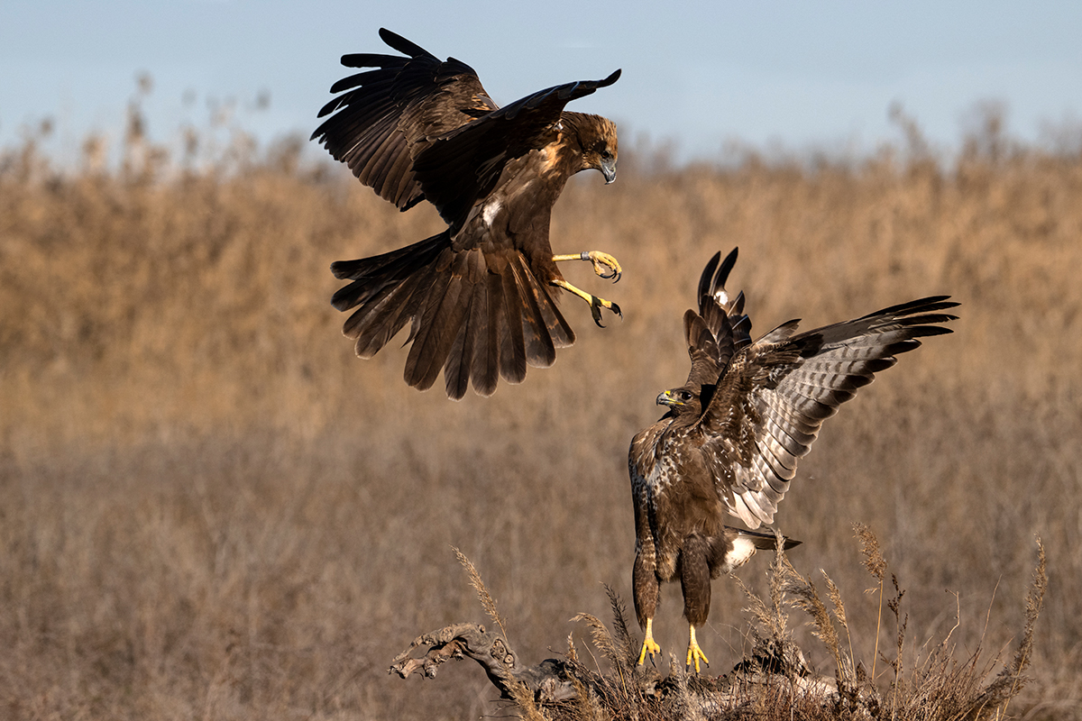 Nikon Z 9 + NIKKOR Z 100-400mm f/4.5-5.6 VR S | F8 a 1/1.600 s. ISO 800 y -1/3 EV |  Antonio Vzquez