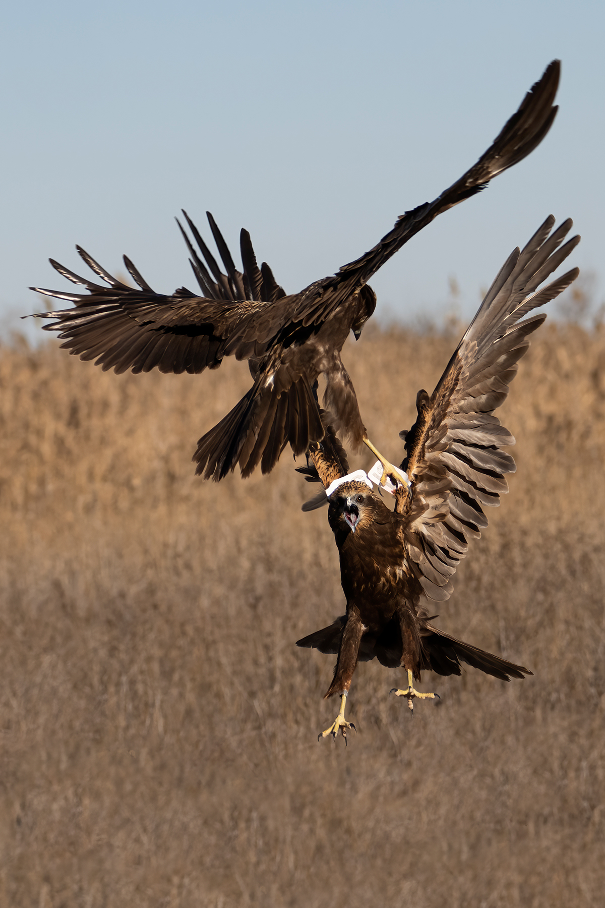 Nikon Z 9 + NIKKOR Z 100-400mm f/4.5-5.6 VR S | F8 a 1/1.250 s, ISO 640 y -1/3 EV |  Antonio Vzquez