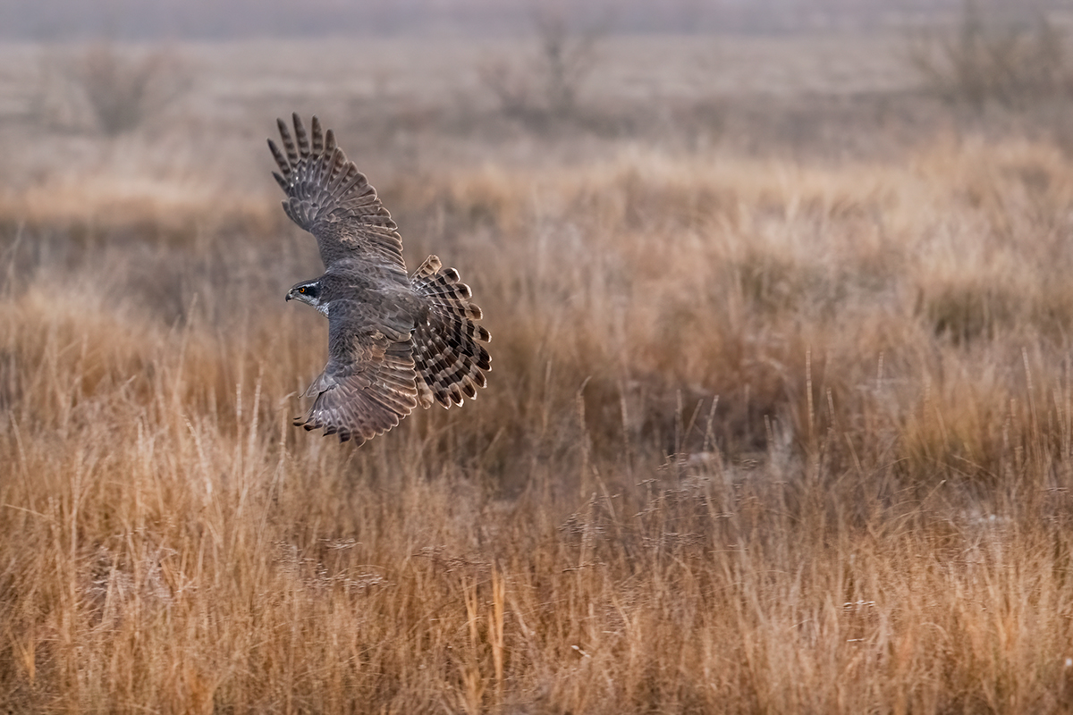 Nikon Z 9 + NIKKOR Z 100-400mm f/4.5-5.6 VR S + TELECONVERSOR Z TC-1.4x | ISO 6.400, F7,1 a 1/800 s. y -1/3 EV |  Antonio Vzquez