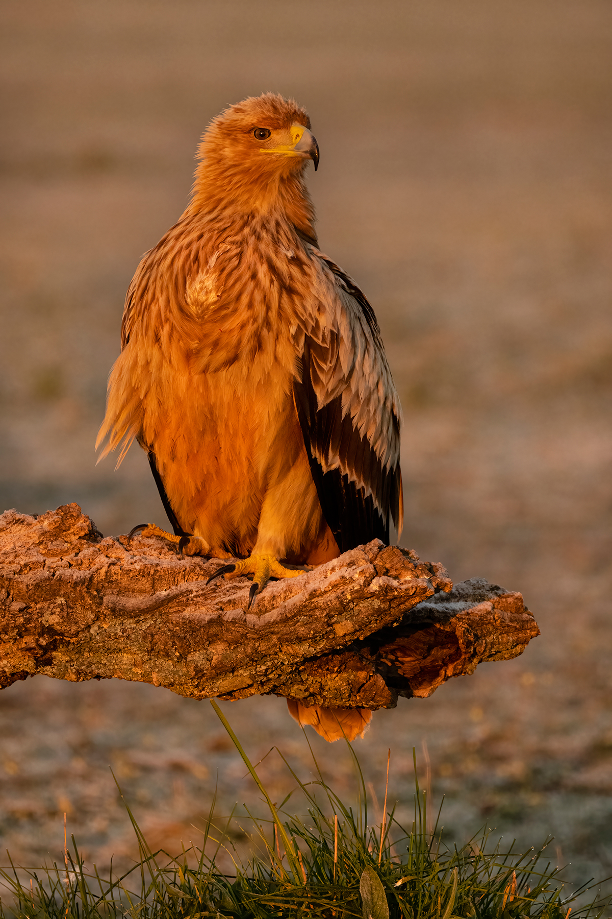 Nikon Z 9 + NIKKOR Z 100-400mm f/4.5-5.6 VR S + TELECONVERSOR Z TC-1.4x | ISO 3.200 a F7,6 y 1/640 s y -1/3 EV |  Antonio Vzquez