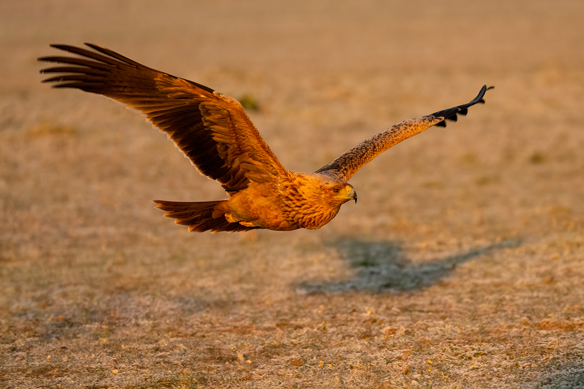 Nikon Z 9 + NIKKOR Z 100-400mm f/4.5-5.6 VR S + TELECONVERSOR Z TC-1.4x | ISO 2.000, F7,6 a 1/800 s y -2/3 EV |  Antonio Vzquez