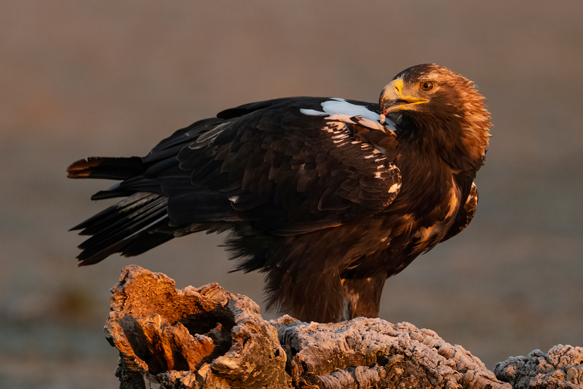 Nikon Z 9 + NIKKOR Z 100-400mm f/4.5-5.6 VR S + TELECONVERSOR Z TC-1.4x | ISO 3.200, F8 a 1/250 s y -1/3 EV |  Antonio Vzquez