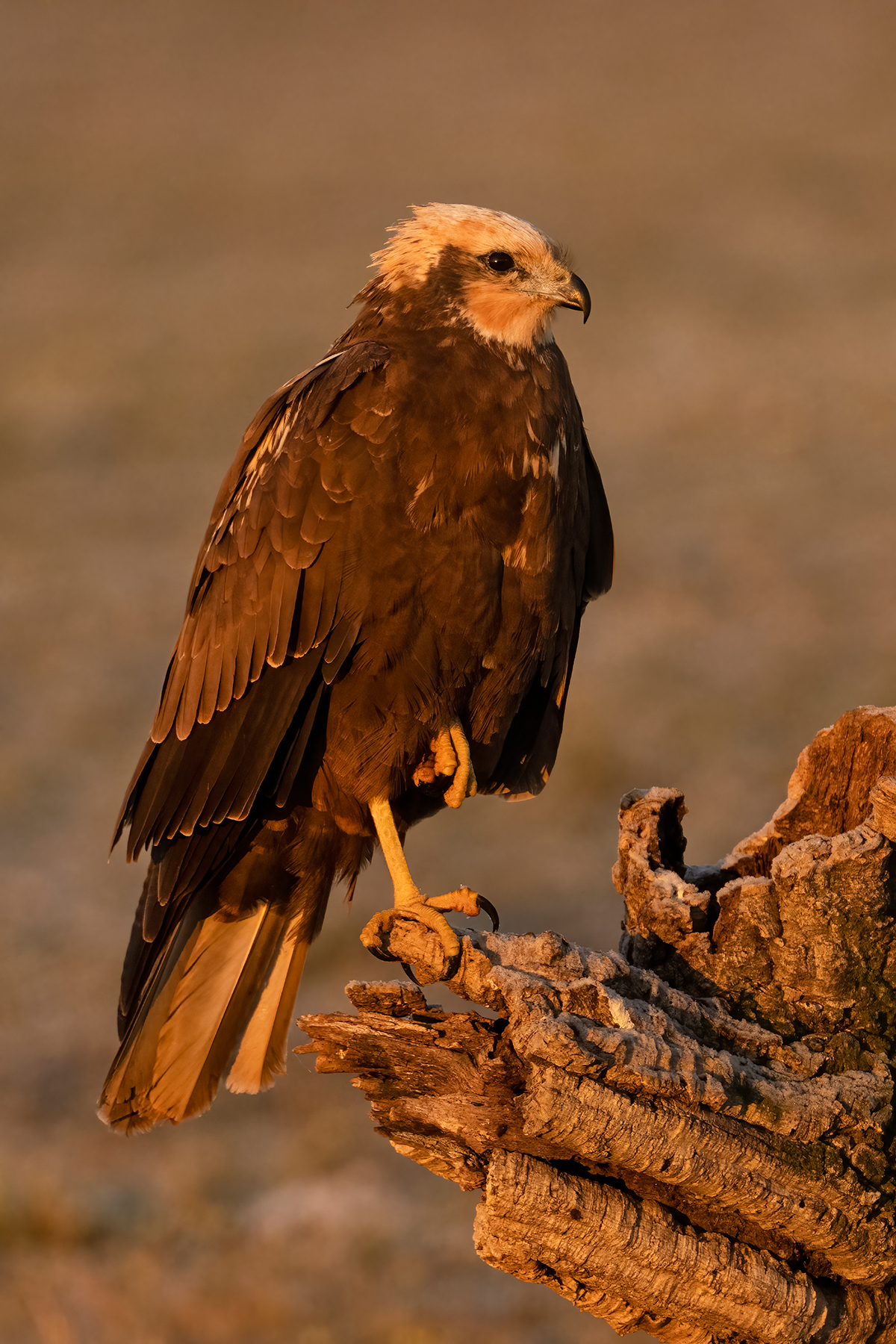 Nikon Z 9 + NIKKOR Z 100-400mm f/4.5-5.6 VR S + TELECONVERSOR Z TC-1.4x | ISO 2.000, F7,6 a 1/800 s y -2/3 EV |  Antonio Vzquez