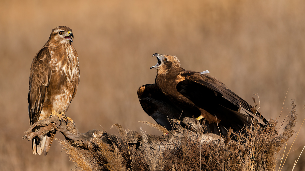 Nikon Z 9 + NIKKOR Z 100-400mm f/4.5-5.6 VR S | ISO 1.000, F8 a 1/1.600 s y -1/3 EV |  Antonio Vzquez