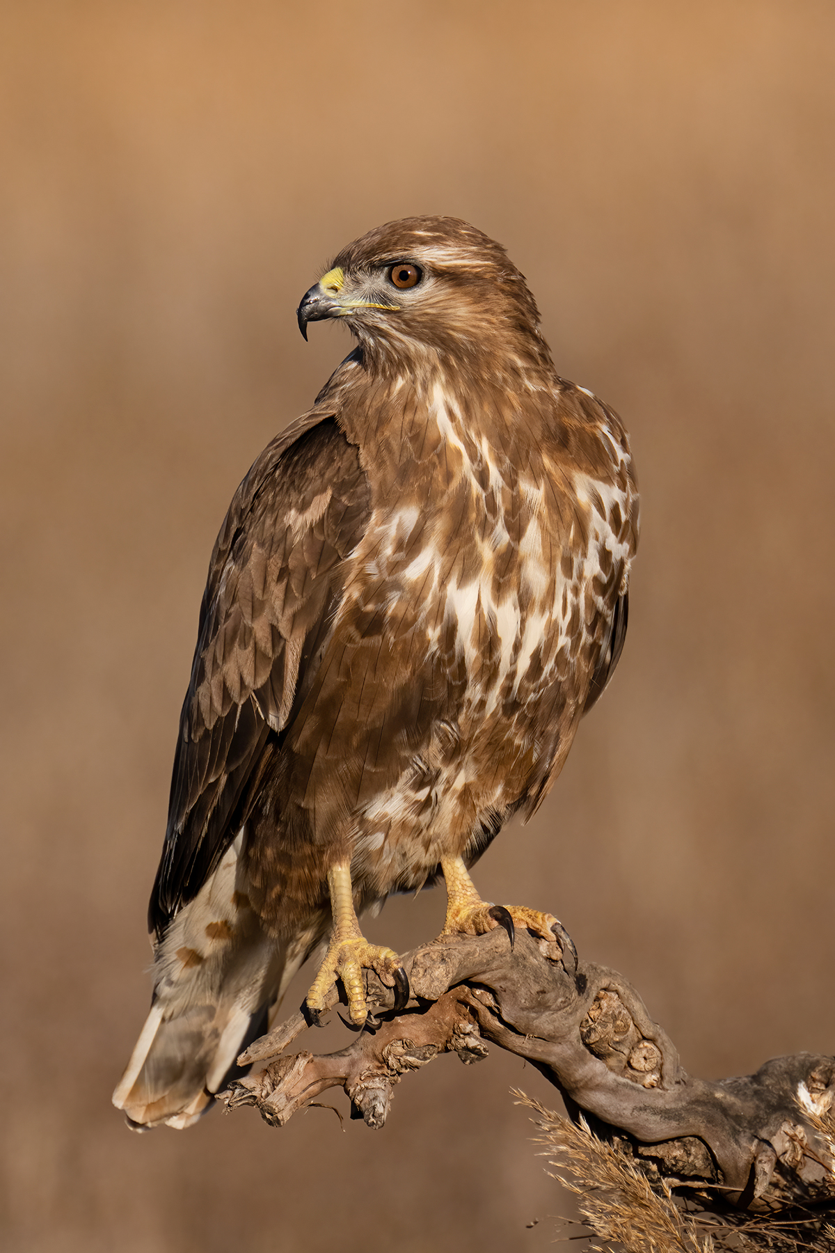 Nikon Z 9 + NIKKOR Z 100-400mm f/4.5-5.6 VR S | ISO 1.000, F8 a 1/2.500 s y -1/3 EV |  Antonio Vzquez