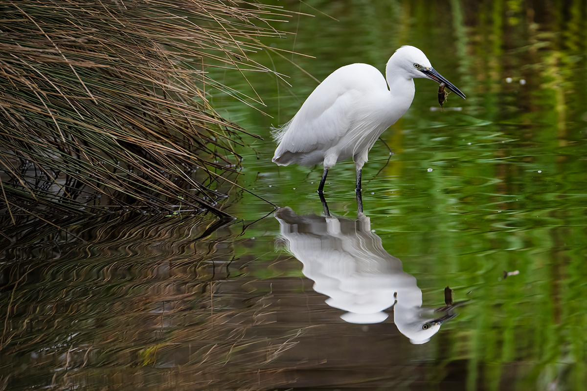 Nikon Z 9 + NIKKOR Z 100-400mm f/4.5-5.6 VR S | ISO 1.600, F8 a 1/640 s y -1/3 EV |  Antonio Vzquez