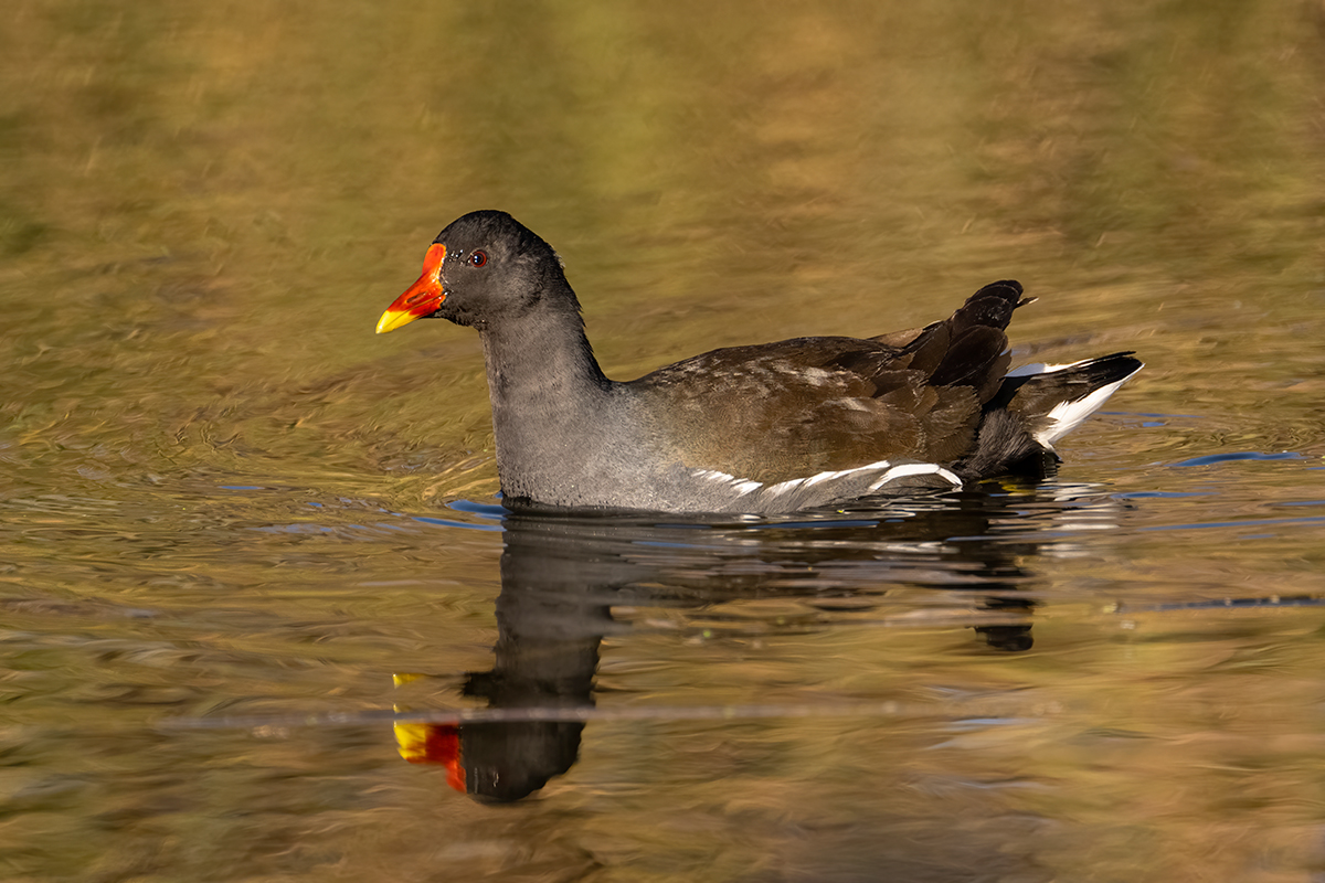 Nikon Z 9 + NIKKOR Z 100-400mm f/4.5-5.6 VR S | ISO 3.200, F8 a 1/640 s y +1/3 EV |  Antonio Vzquez