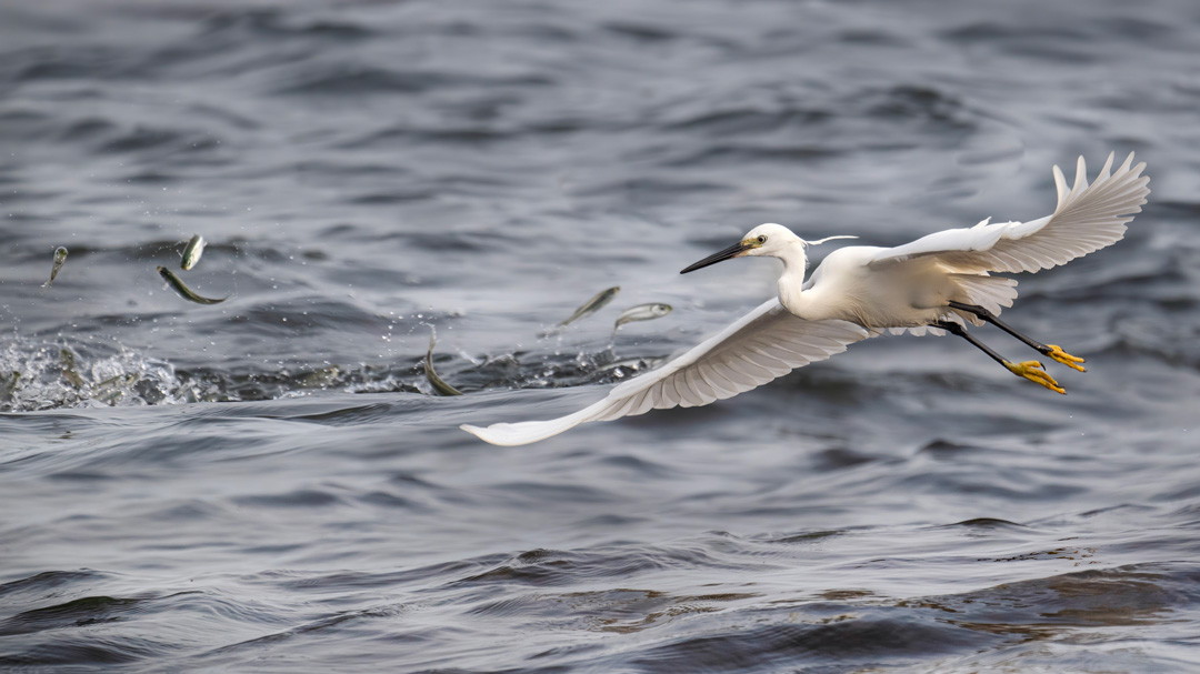 Nikon Z 8 con el 800 mm F6,3 VR S a F6,3 y 1/2000 s, ISO 640 |  Antonio Vzquez