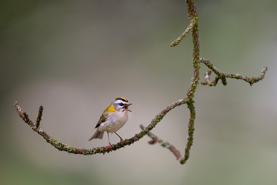 Nikon Z 8 con el 400 mm F2.8 TC-VR S con el TC1.4 a F4 y 1/1250 s, ISO 1250 |  Antonio Vzquez