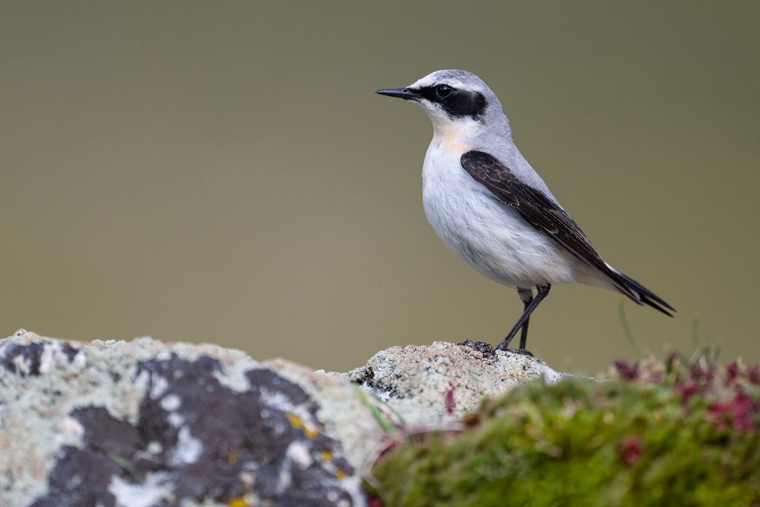 Nikon Z 8 con el 800 mm F6,3 VR S a F6,3 y 1/1600 s, ISO 1000 |  Antonio Vzquez