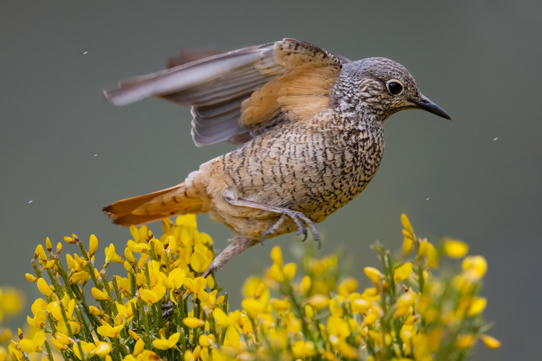 Nikon Z 8 con el 800 mm F6,3 VR S a F6,3 y 1/2500 s, ISO 4000, +0,3 EV |  Antonio Vzquez