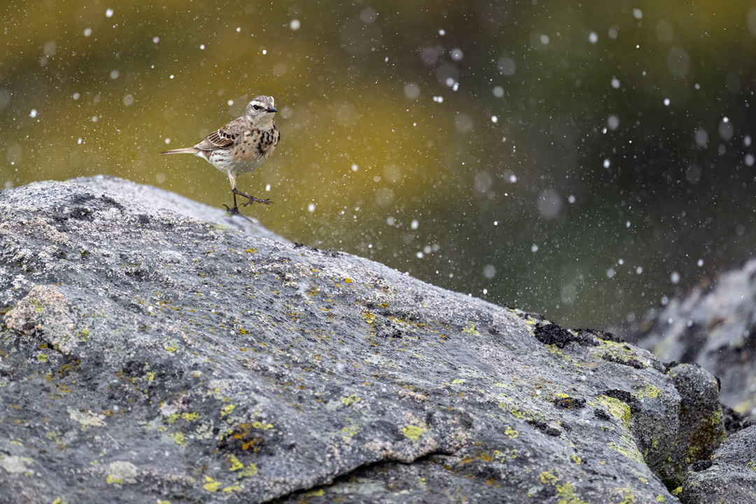 Nikon Z 8 con el 800 mm F6,3 VR S a F6,3 y 1/2500 s, ISO 4000, +0,3 EV |  Antonio Vzquez