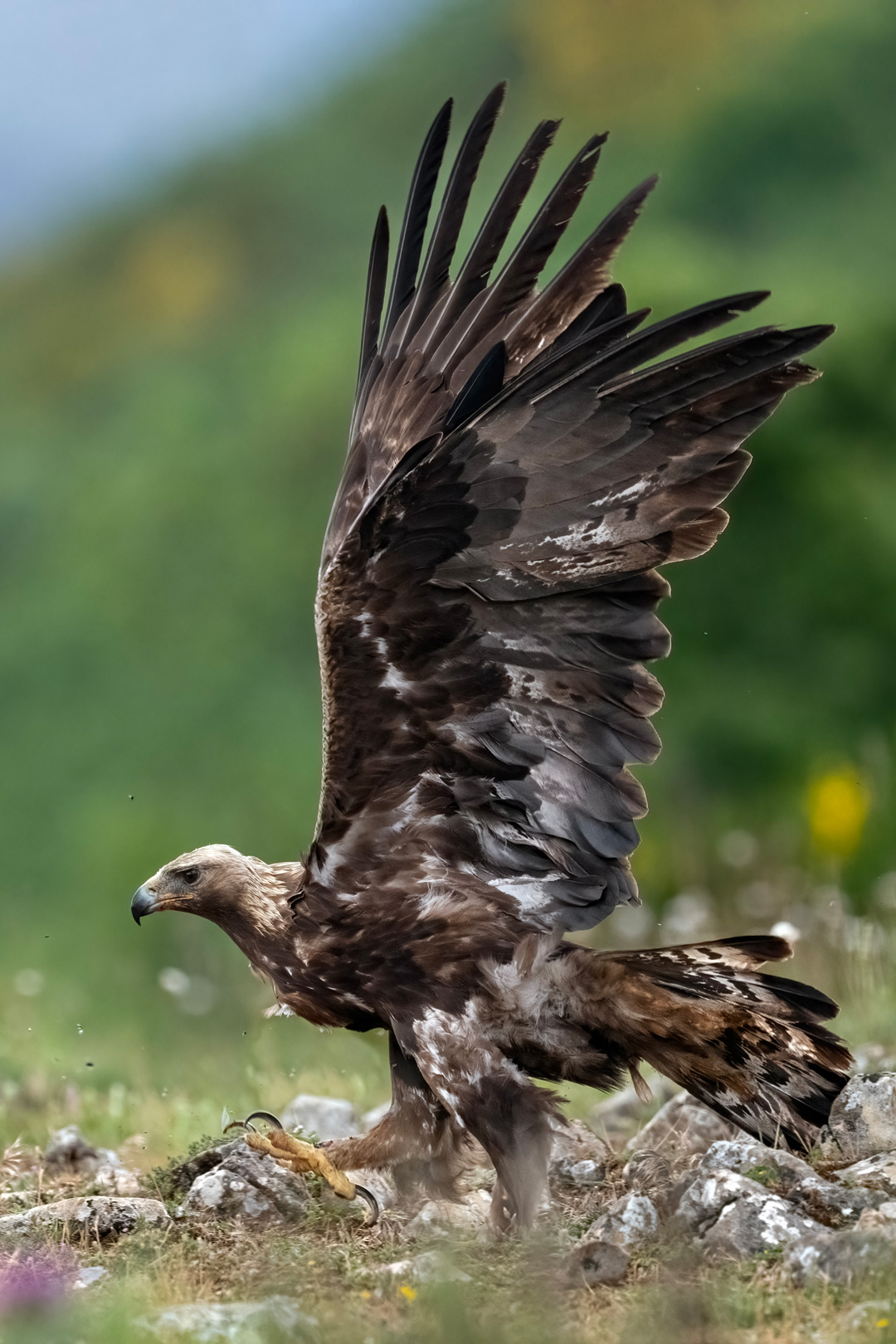 Nikon Z 8 con el 400 mm F2.8 TC-VR S a F4 y 1/2000 s, ISO 1600 |  Antonio Vzquez