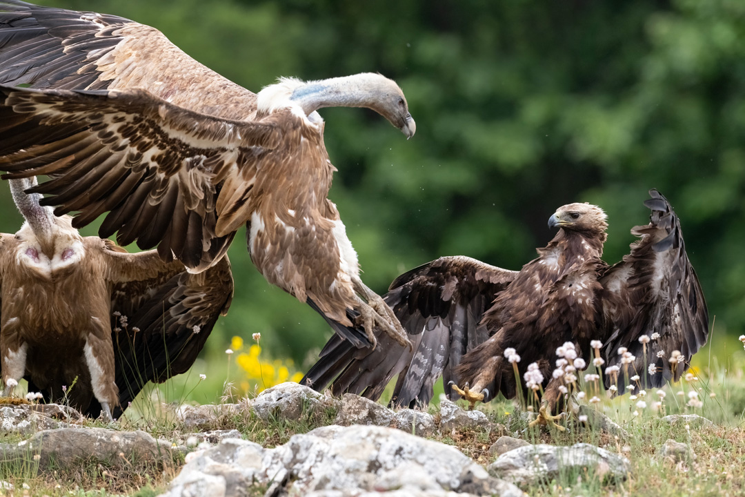 Nikon Z 8 con el 400 mm F2.8 TC-VR S a F4,5 y 1/1600 s, ISO 1600 |  Antonio Vzquez