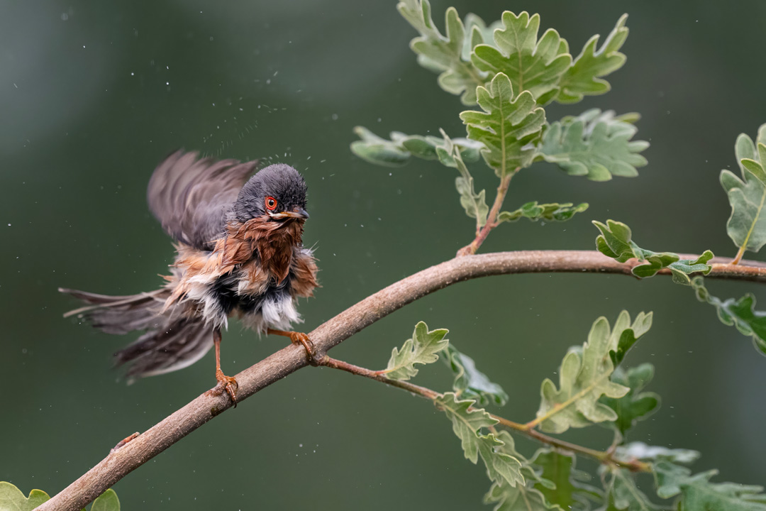 Nikon Z 8 con el 400 mm F2.8 TC-VR S a F4 y 1/3200 s, ISO 2000 |  Antonio Vzquez