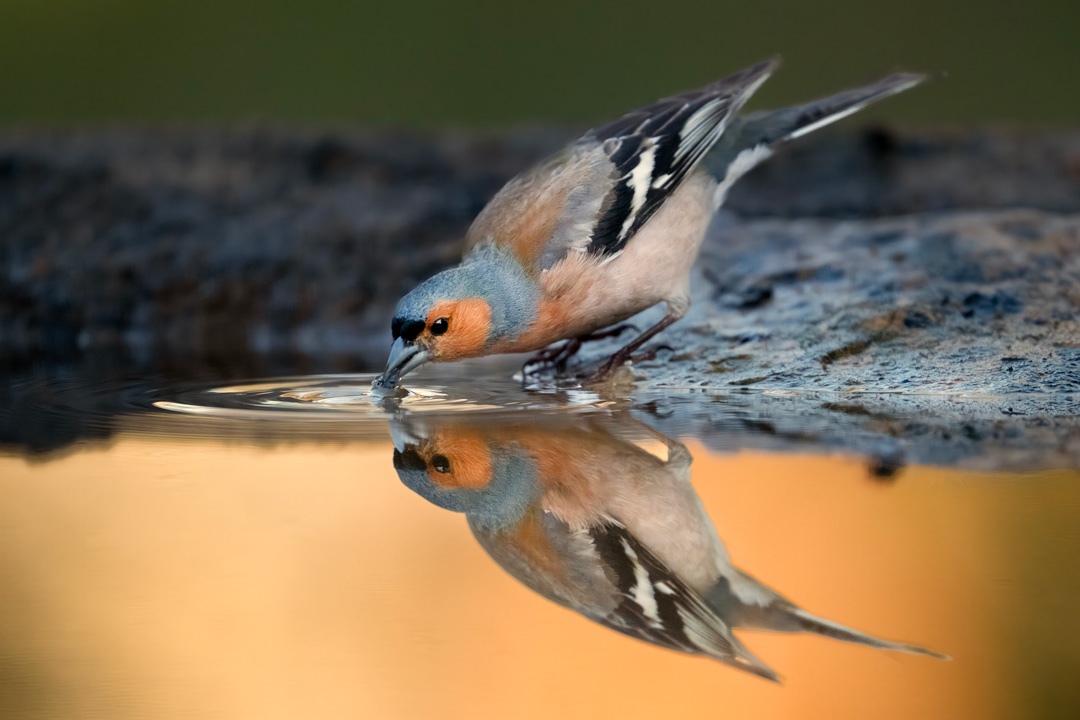 Nikon Z 8 con el 400 mm F2.8 TC-VR S y el TC1,4 a F4 y 1/600 s, ISO 2000 y -,03 EV |  Antonio Vzquez