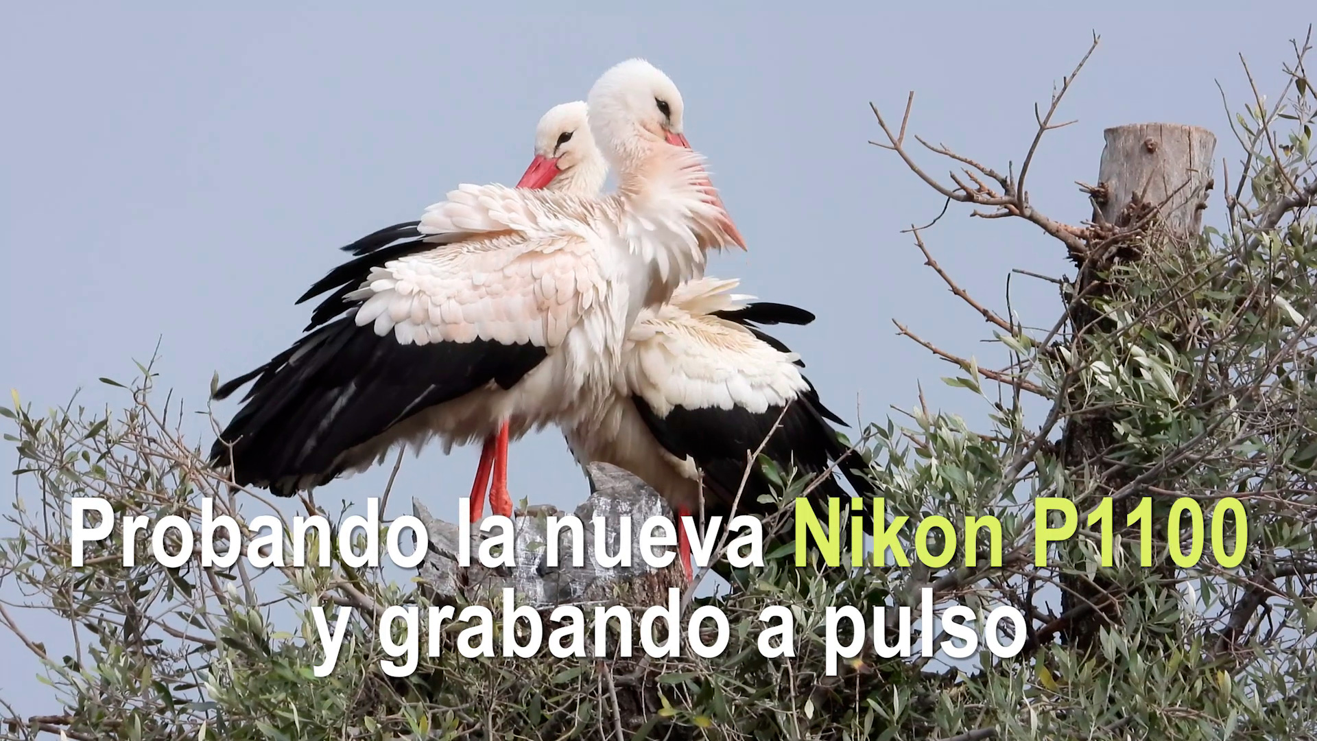 COOLPIX P1100 | Primeiro contacto por Jorge Sierra, Fotografia de natureza