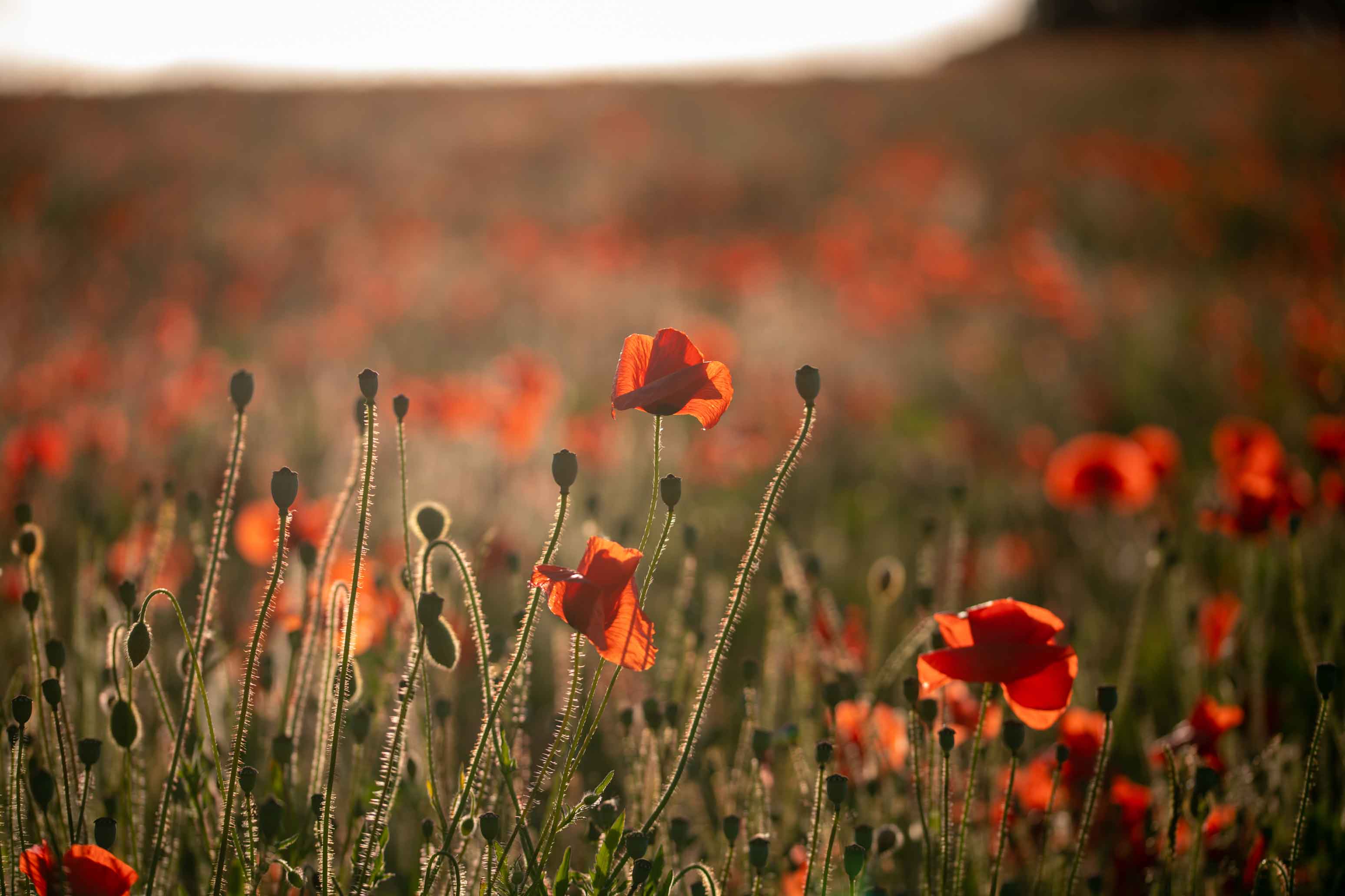 D850 + AF-S VR Micro NIKKOR 105mm f/2.8G IF-ED, 105mm, 1/1000 sec, f/4, ISO 100, Scott Antcliffe