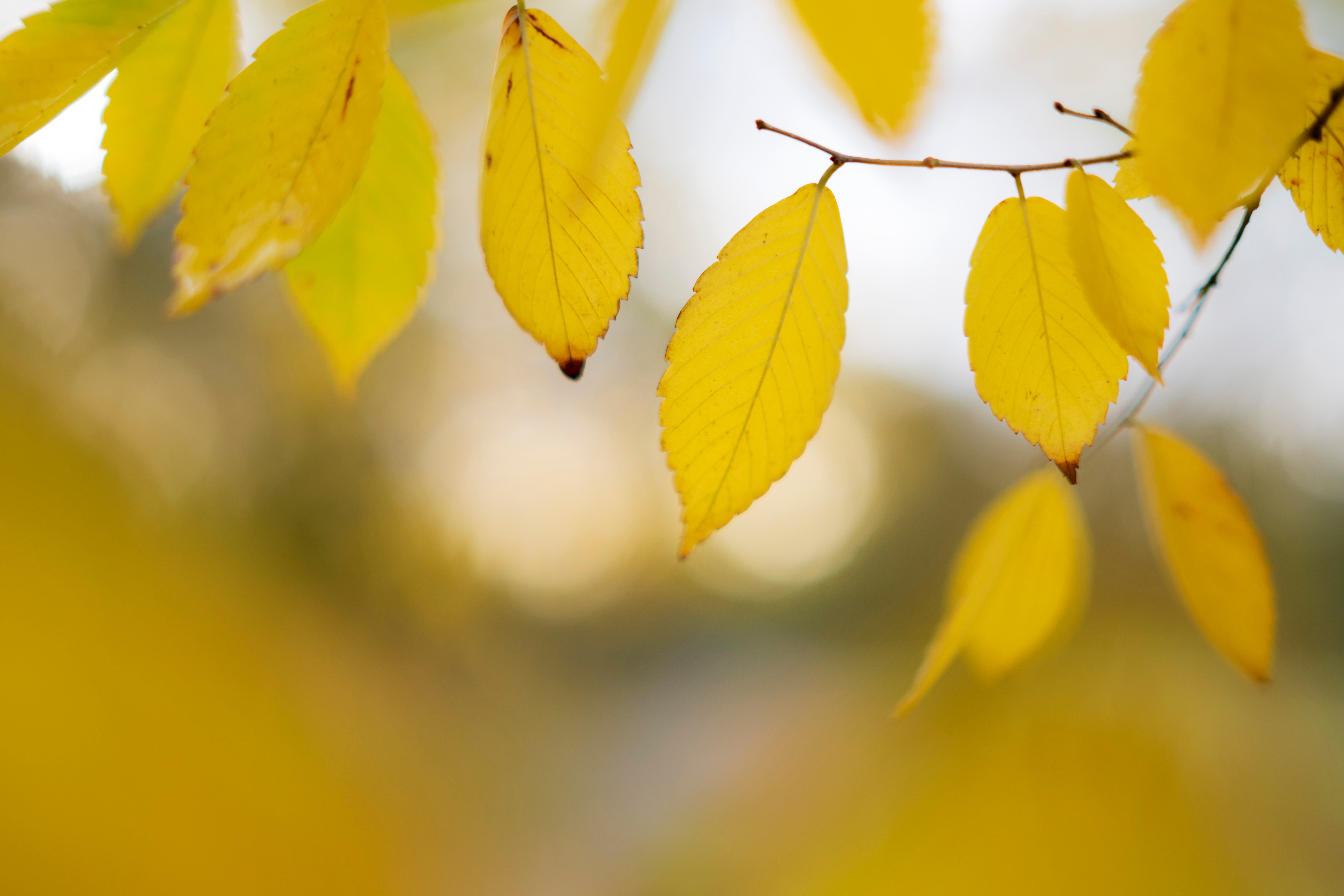 NIKKOR Z 50mm f/1.4 �Ross Hoddinott