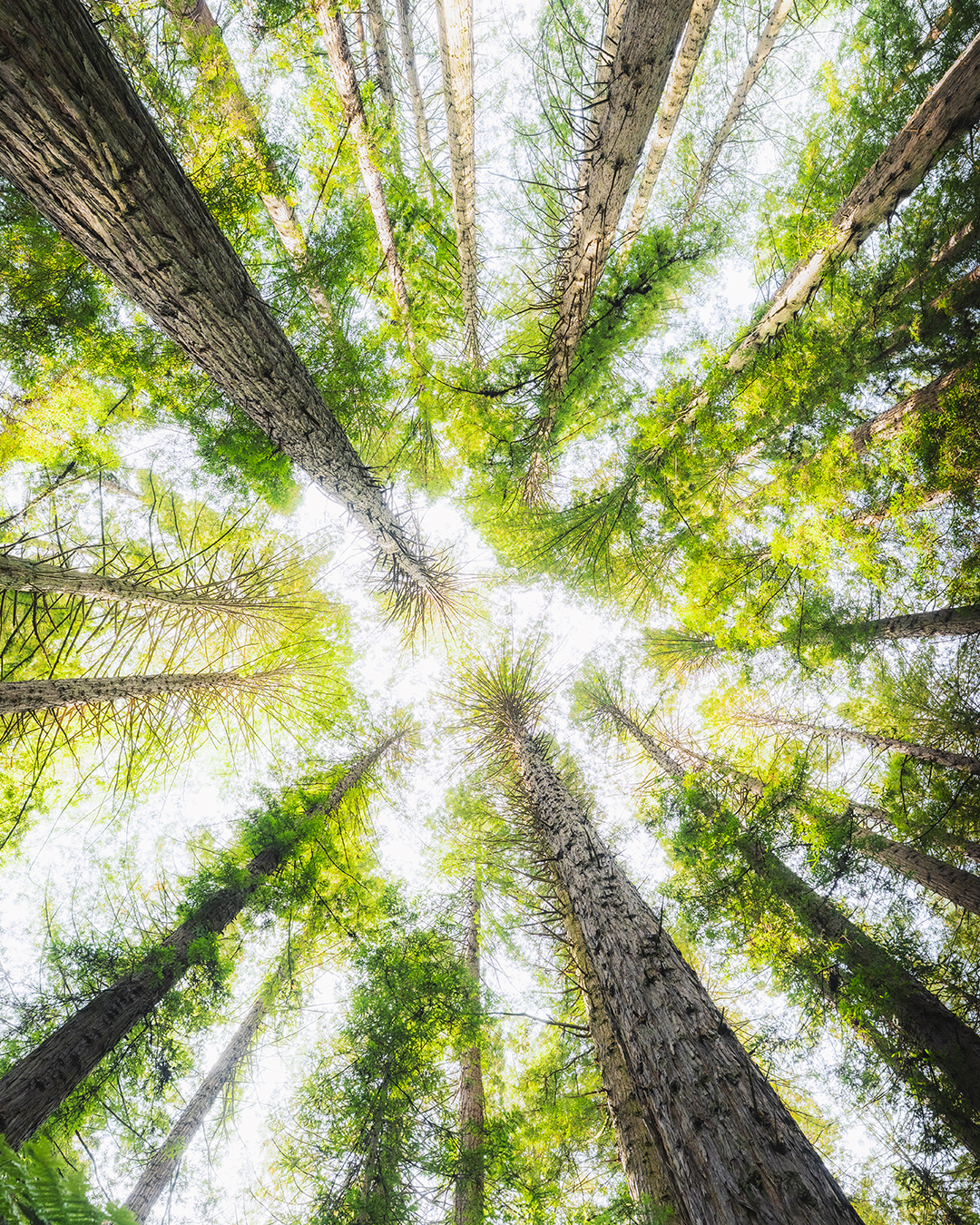 Z9 + NIKKOR Z 14-24mm f/2.8 S, 14mm, f/20, 1/1000 sec, ISO 640 | Nicolas Jgergaard