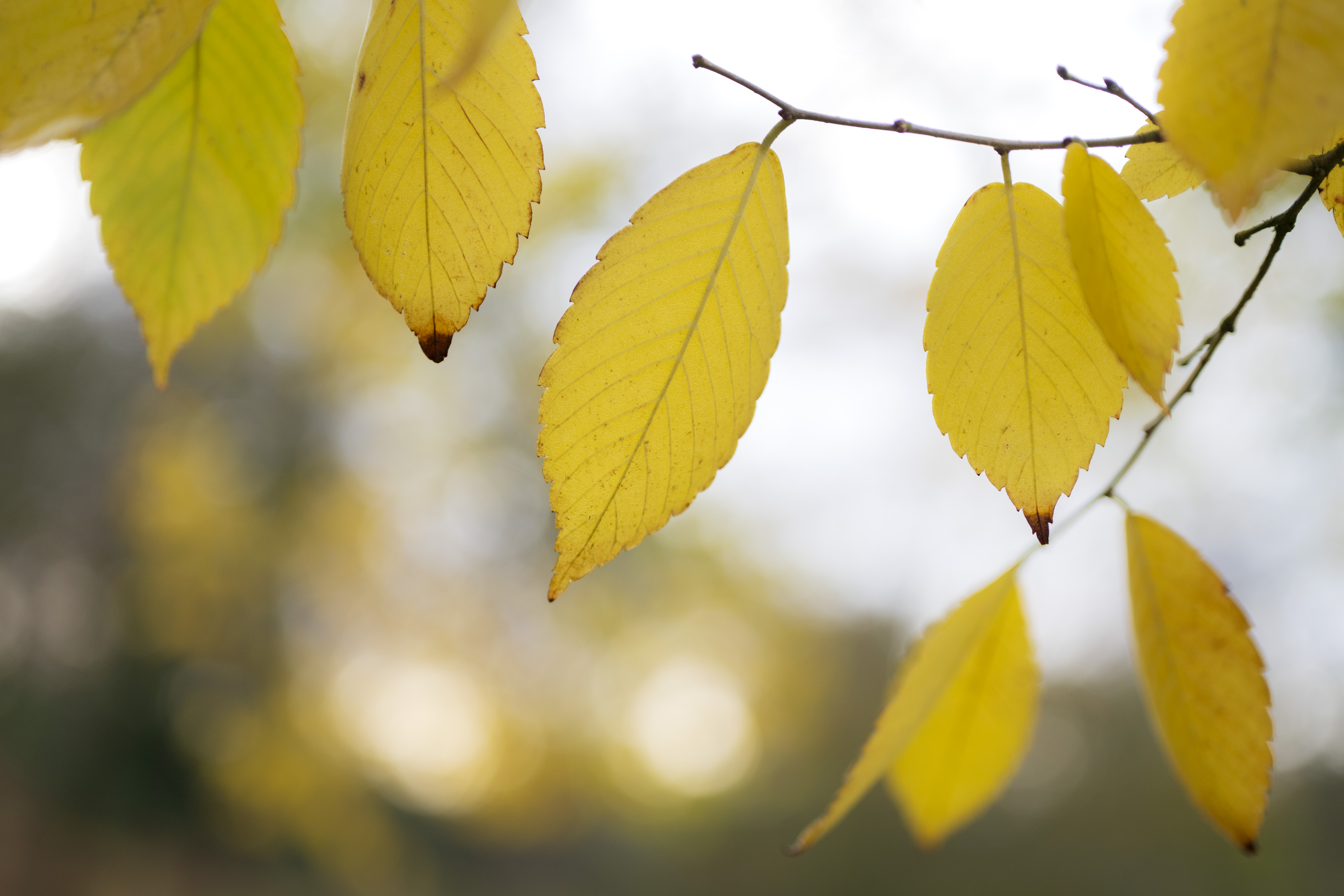 NIKKOR Z MC 50 mm f/2.8 �Ross Hoddinott