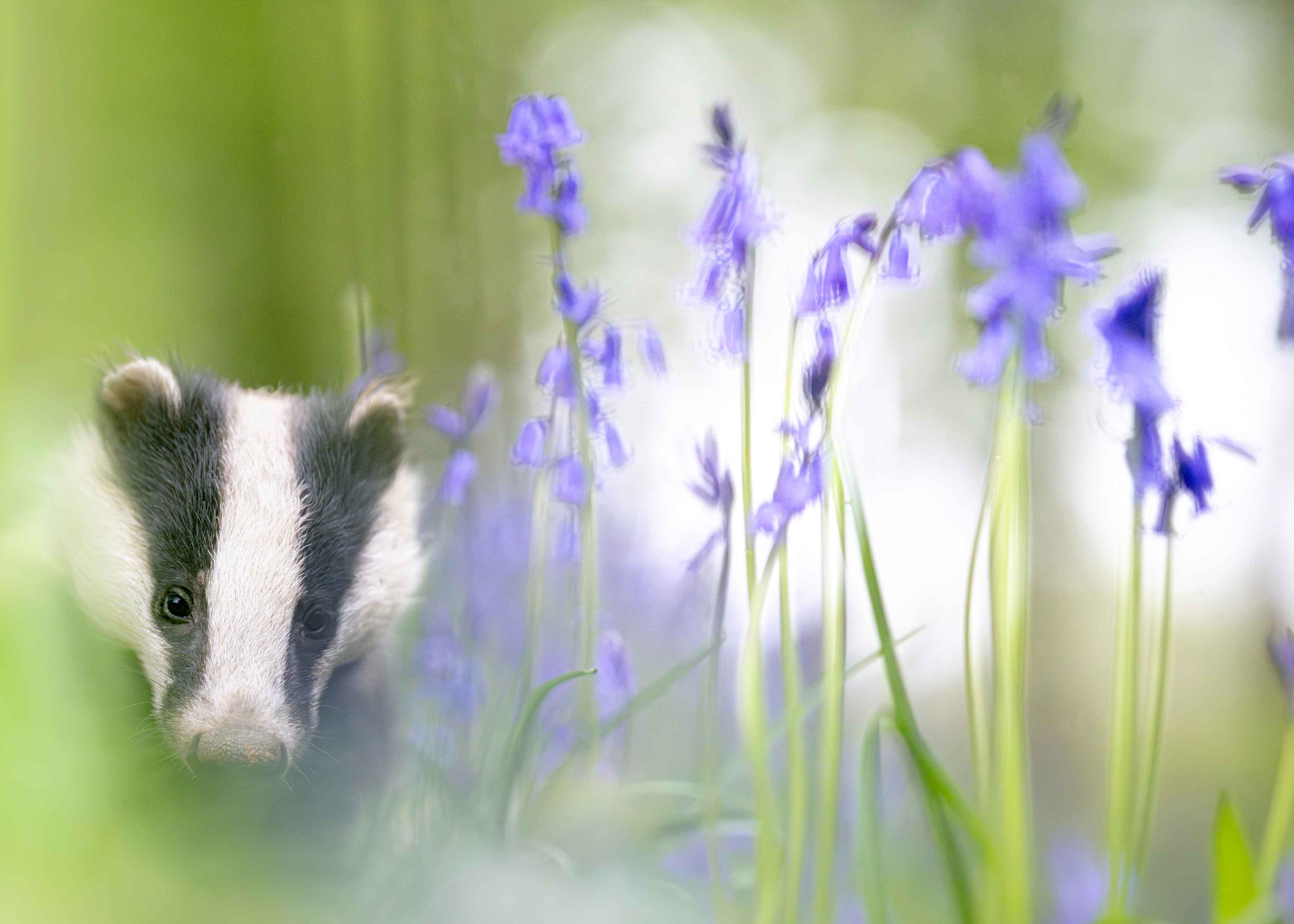 Z9 + NIKKOR Z 135mm f/1.8 S Plena, 135mm, f/1.8, 1/2500 secs, ISO 4000, Rachel Bigsby