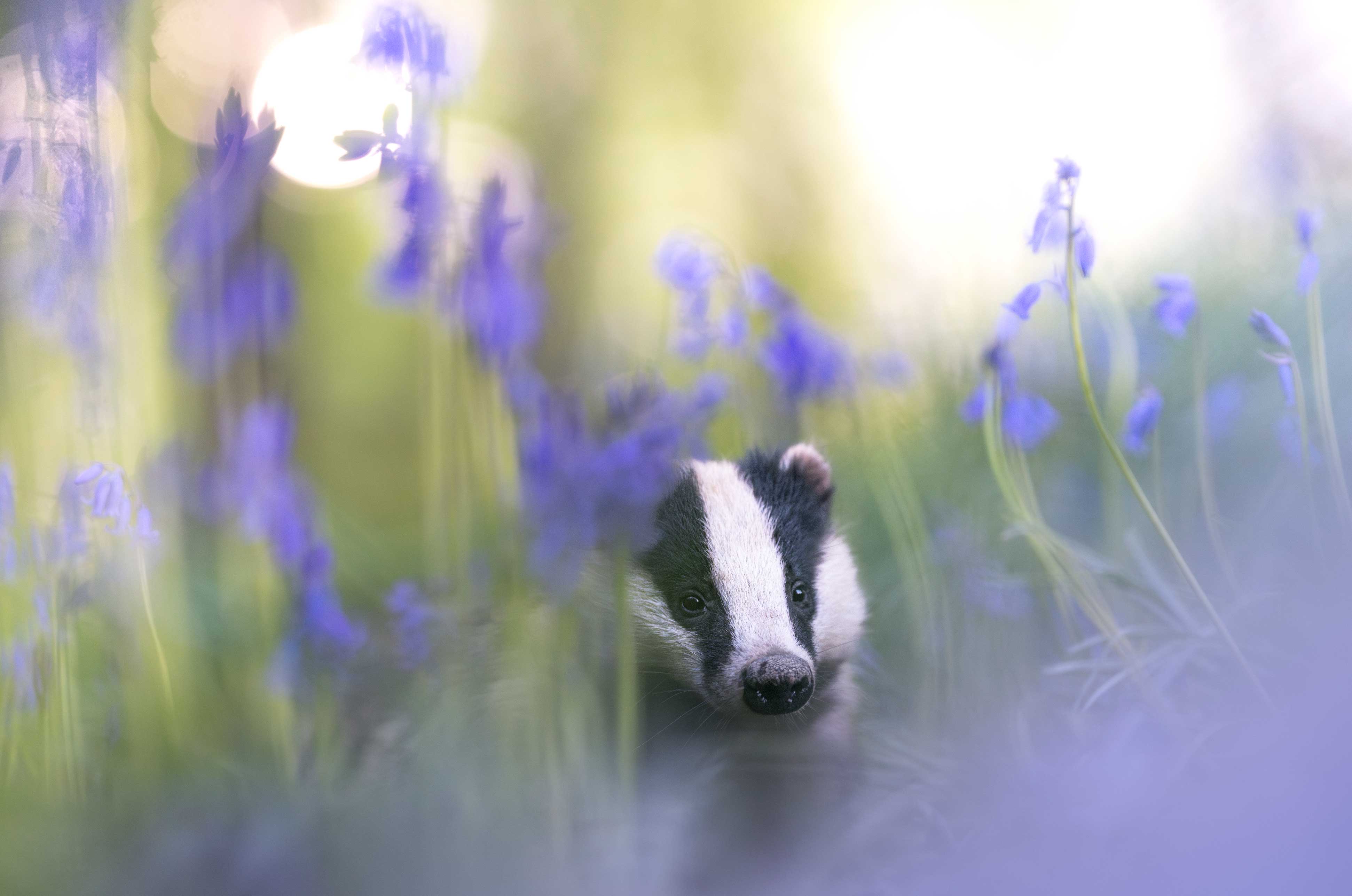 Z9 + NIKKOR Z 135mm f/1.8 S Plena. 135mm, f/1.8, 1/2500 secs, ISO 4000, Rachel Bigsby