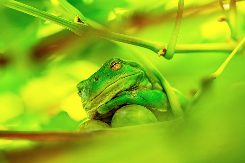 Nikon Comedy Wildlife Awards 2025 © Beate Ammer - The frog prince of the Grape Vine (O Príncipe Sapo)