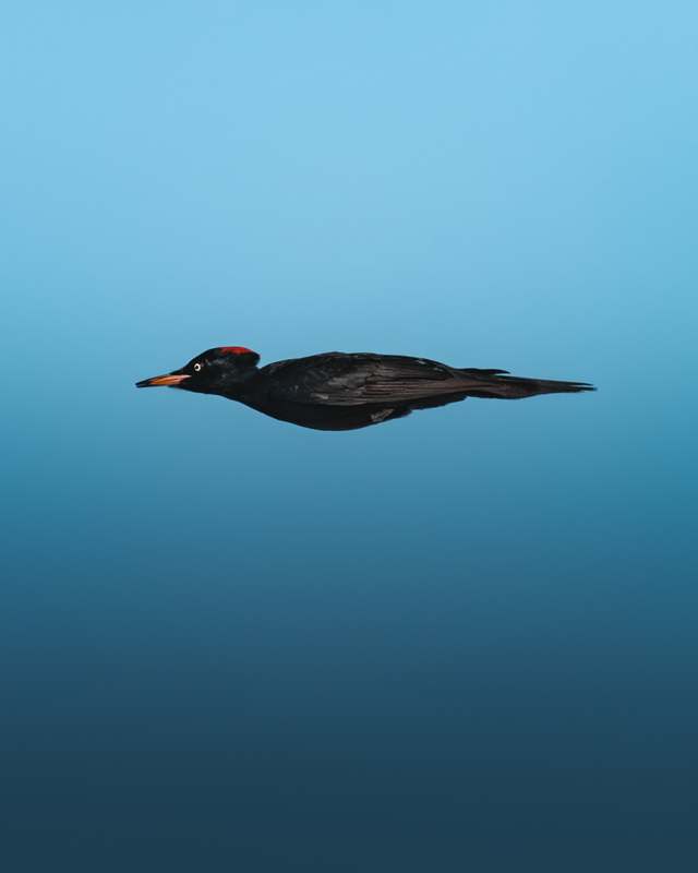 Nikon Comedy Wildlife Awards 2025 © Magnus Berggren - Masquerading as an arrow (Disfarçado de flecha)