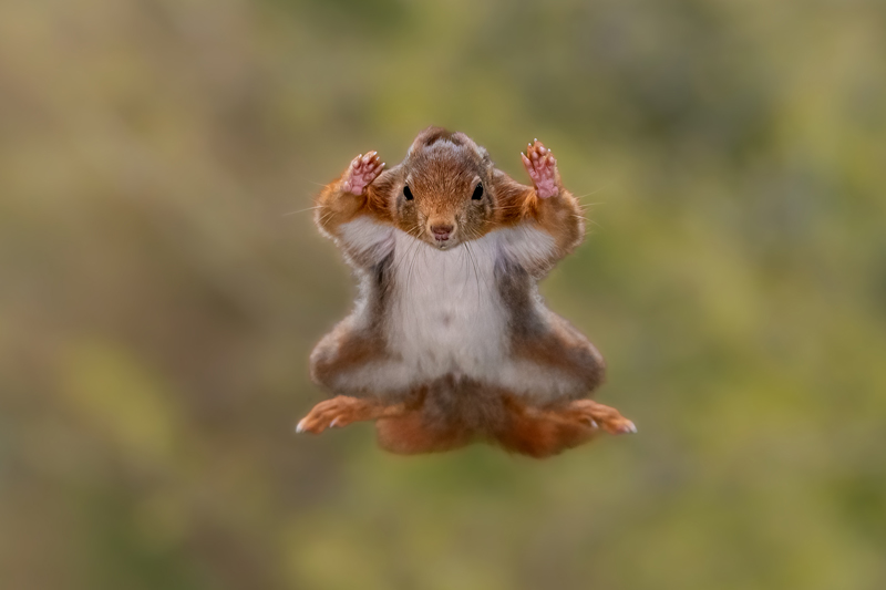 Nikon Comedy Wildlife Awards 2025 © Stefan Cruysberghs - Squirrel airborne surrender mode (Modo de rendição aérea do esquilo)