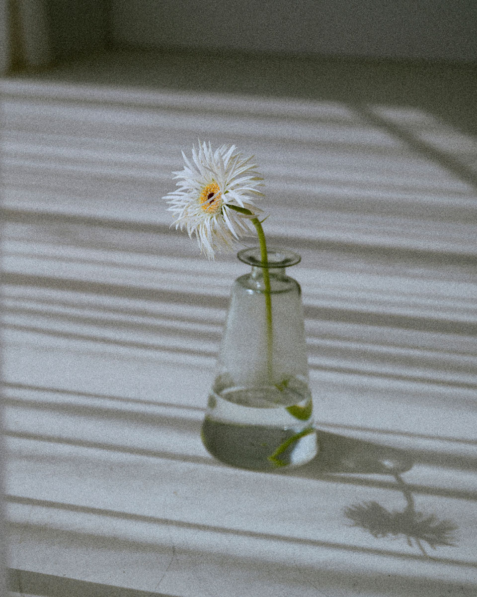 Nikon Z f | Verso de firmware 3.00 | Novidades