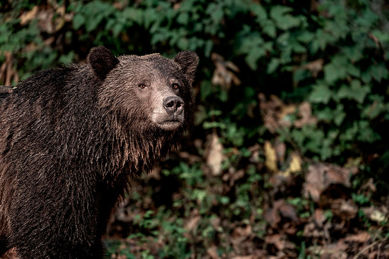 Independentemente de o encontro ser esperado ou n�o, a objetiva NIKKOR Z 100�400mm f/4.5�5.6 VR S revelou-se indispens�vel durante a migra��o do salm�o. Com uma dist�ncia m�nima de focagem de apenas 75 cm na grande angular e 1 m na teleobjectiva, c