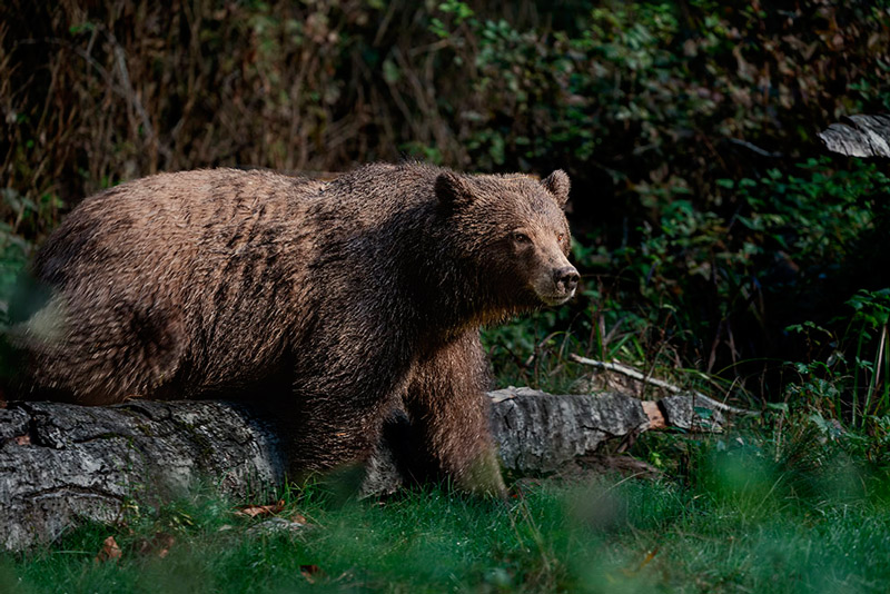 Enquanto o urso caminhava � nossa volta, foi f�cil ajustar a imagem e criar outras composi��es. Fotografia tirada com uma objectiva NIKKOR Z 100-400mm f/4.5-5.6 VR S a 230mm.