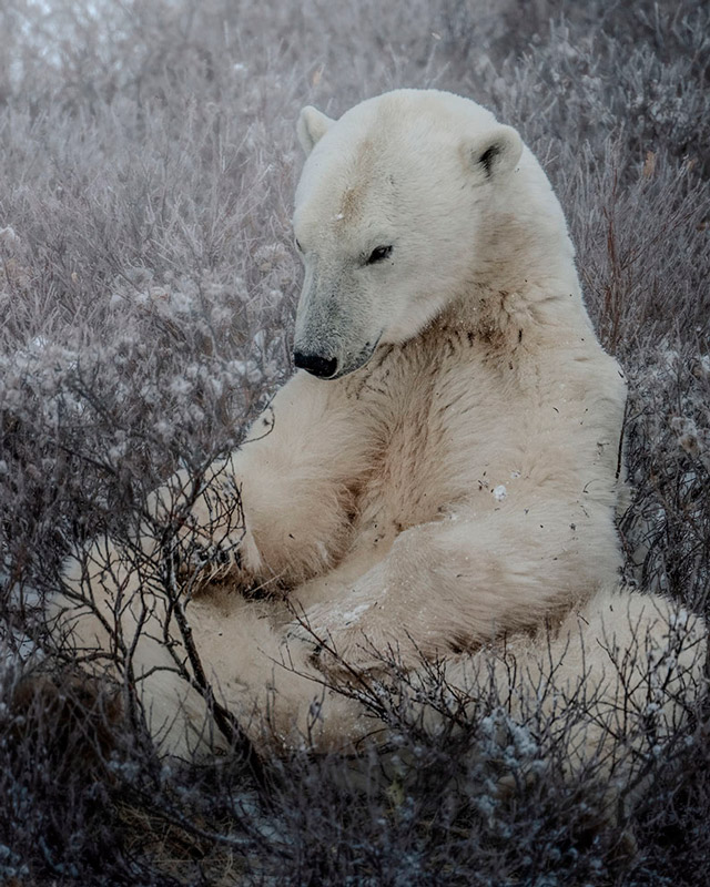 � Jenny Wong | Com a NIKKOR Z 100-400mm f/4.5-5.6 VR S, consegui utilizar o zoom para obter uma composi��o mais interessante.