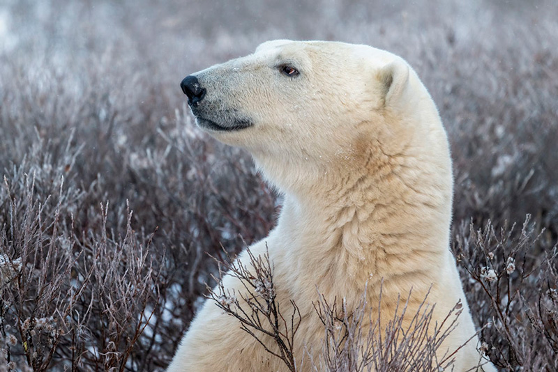 � Jenny Wong | Quando 800 mm era demasiado, a NIKKOR Z 100-400 mm f/4.5-5.6 VR S era a solu��o ideal.