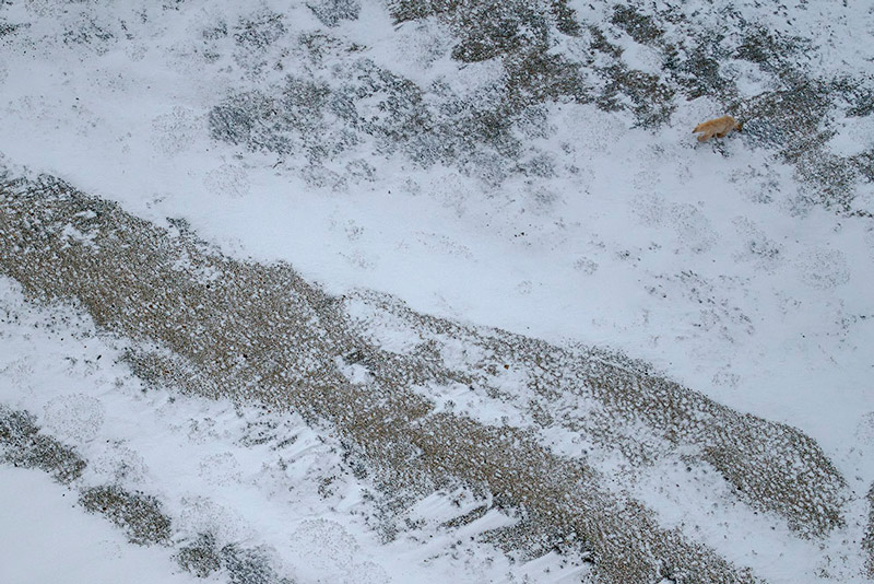 � Jenny Wong | Observa��o de um urso polar a partir de um helic�ptero a 100 mm com a objectiva NIKKOR Z 100-400mm f/4.5-5.6 VR S.