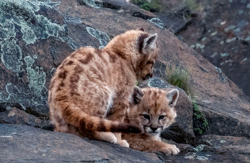 Os seus gatinhos t�midos brincavam � dist�ncia depois de a maioria j� ter ido embora para dormir. S�o incrivelmente sens�veis aos movimentos e aos sons, pelo que o melhor era ficar parada, com o meu campo de vis�o tapado para qualquer eventualidade. A NIK