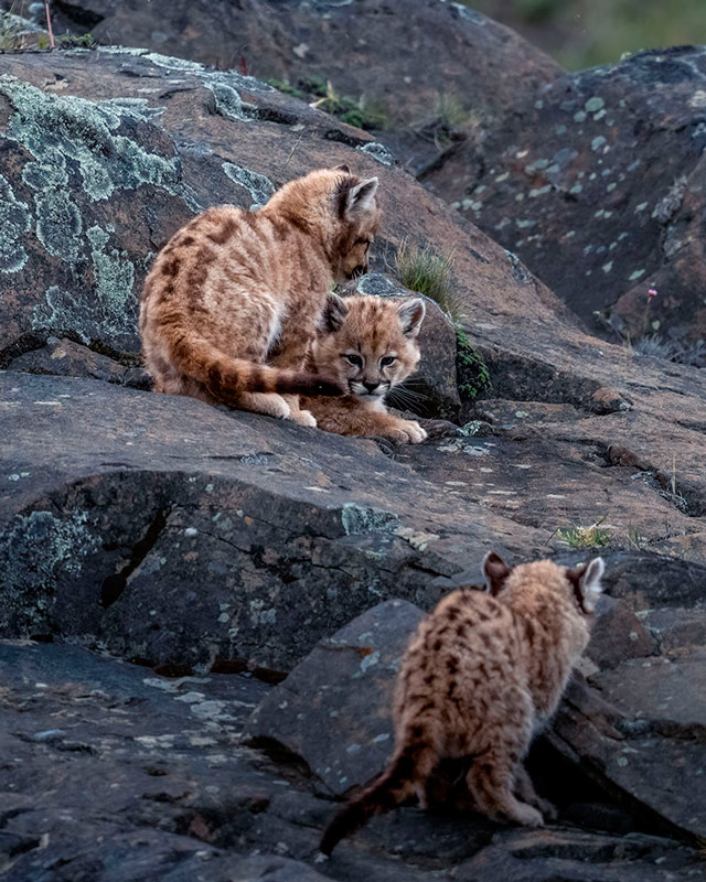 Outra imagem das crias de puma, tamb�m fotografada com a objectiva NIKKOR Z 800mm f/6.3 VR S.
