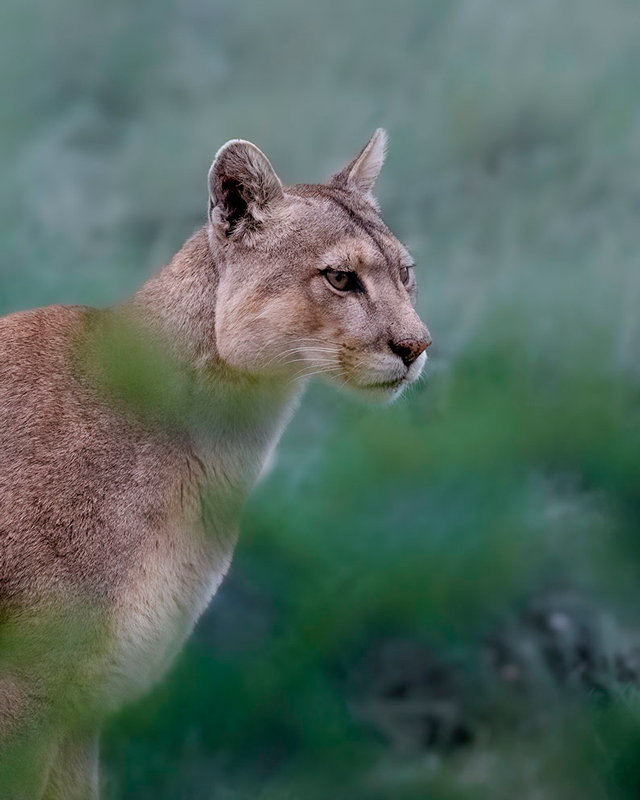 Fotografia de arte rupestre tirada com a minha NIKKOR Z 800mm f/6.3 VR S um instante depois.