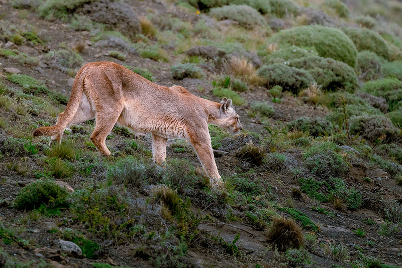 � medida que o puma se aproximava e se afastava, foi uma b�n��o poder baixar facilmente a grande lente de 800 mm e trocar para a NIKKOR Z 100-400 mm f/4.5-5.6 VR S, que estava confortavelmente num segundo corpo de c�mara pendurado no meu, e depois voltar 