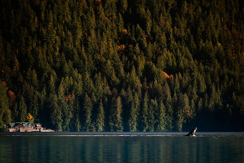 Quando regress�mos da observa��o de ursos, esta cena desenrolou-se mesmo em frente � nossa cabana. Para o cliente, o encanto estava em ter a baleia a saltar e a cabana enquadrada na foto. Para captar a imagem, a versatilidade da objetiva NIKKOR Z 100-400m