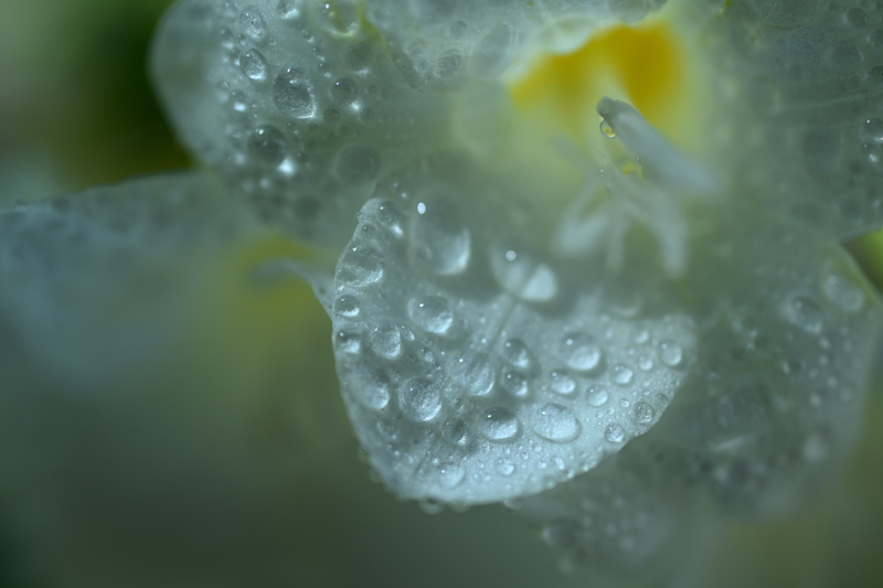  NIKKOR Z DX 35 mm f/1.7