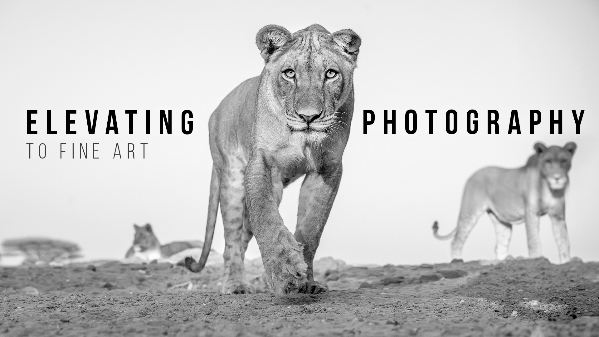 Elevando a fotografia ao n�vel da arte