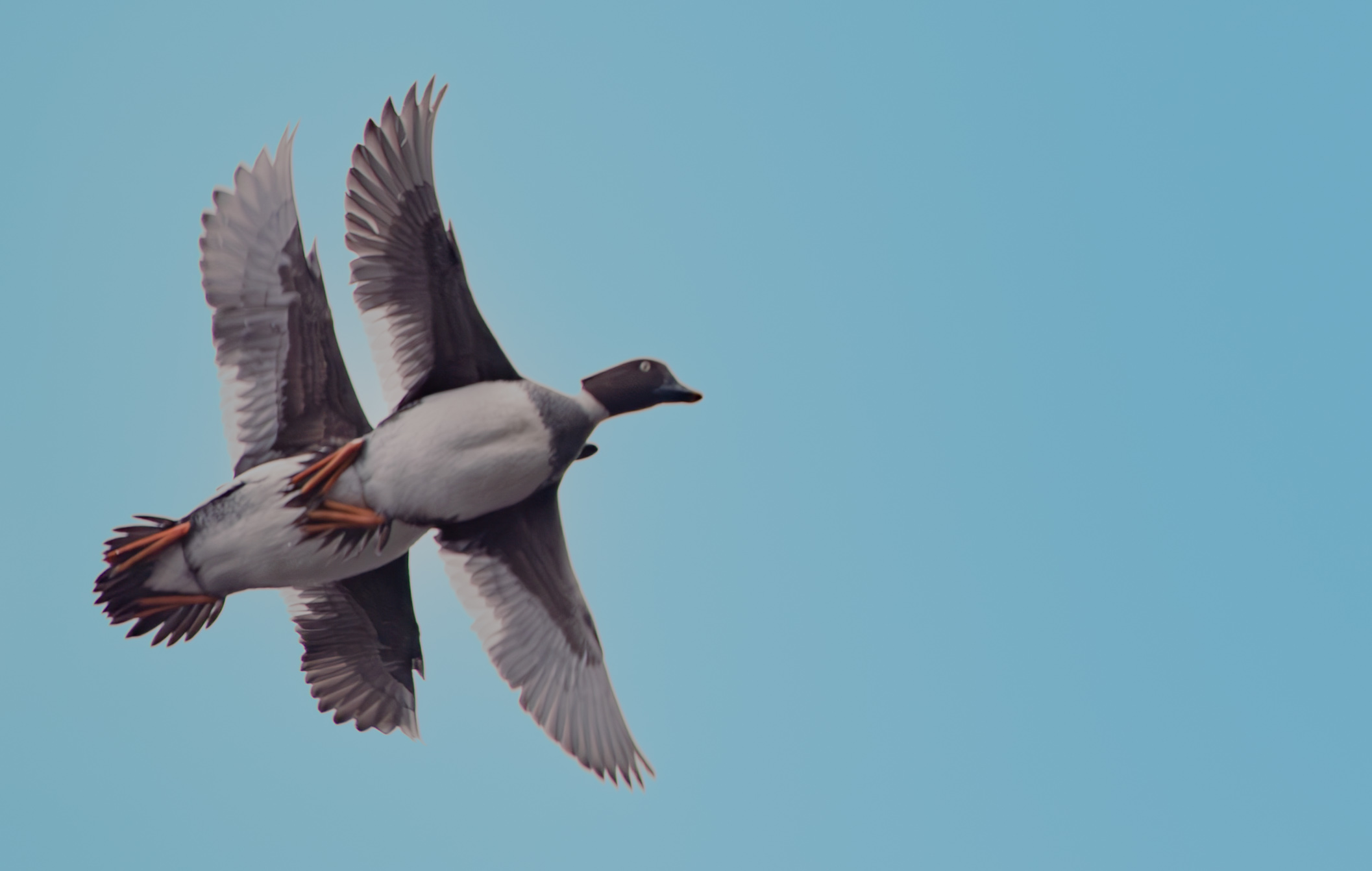 � Christer Pettersson