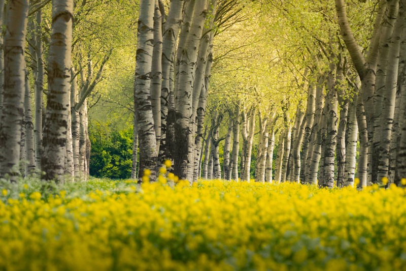 Z9 + NIKKOR Z 180-600 mm f/5.6-6.3 VR, 300 mm, f/6, 1/400 s, ISO 220, �Nicolas J�gerg�rd. "Utilizar uma teleobjetiva obriga-me a dedicar mais tempo ao ajuste e aperfei�oamento da imagem."