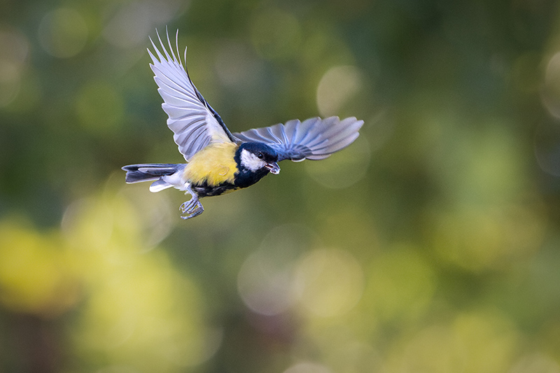 Z5II + NIKKOR Z 180-600mm f/5.6-6.3 VR, 600mm, 1/8000 seg, f/6.3, ISO 7200, valor de exposi��o +0.67, �Samuel Houcken